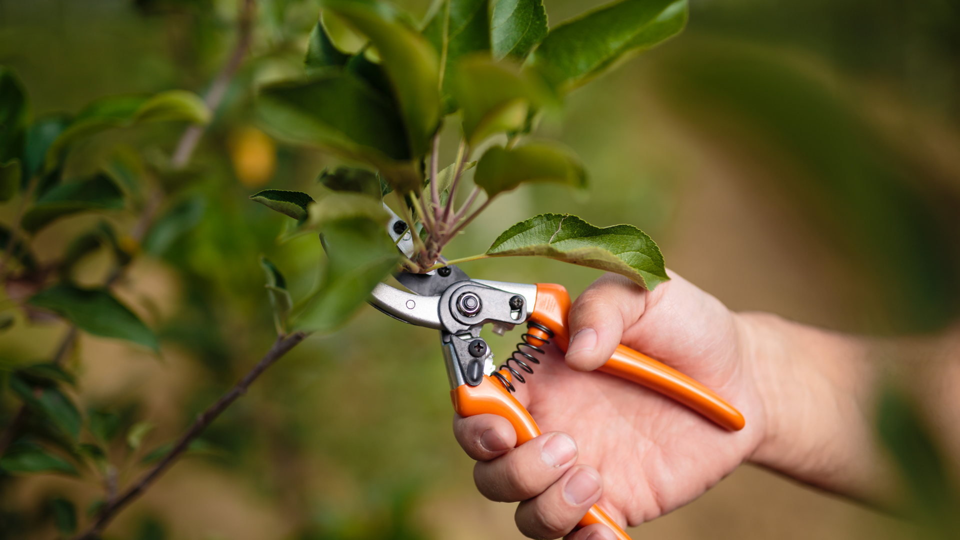Taille arbres fruitiers