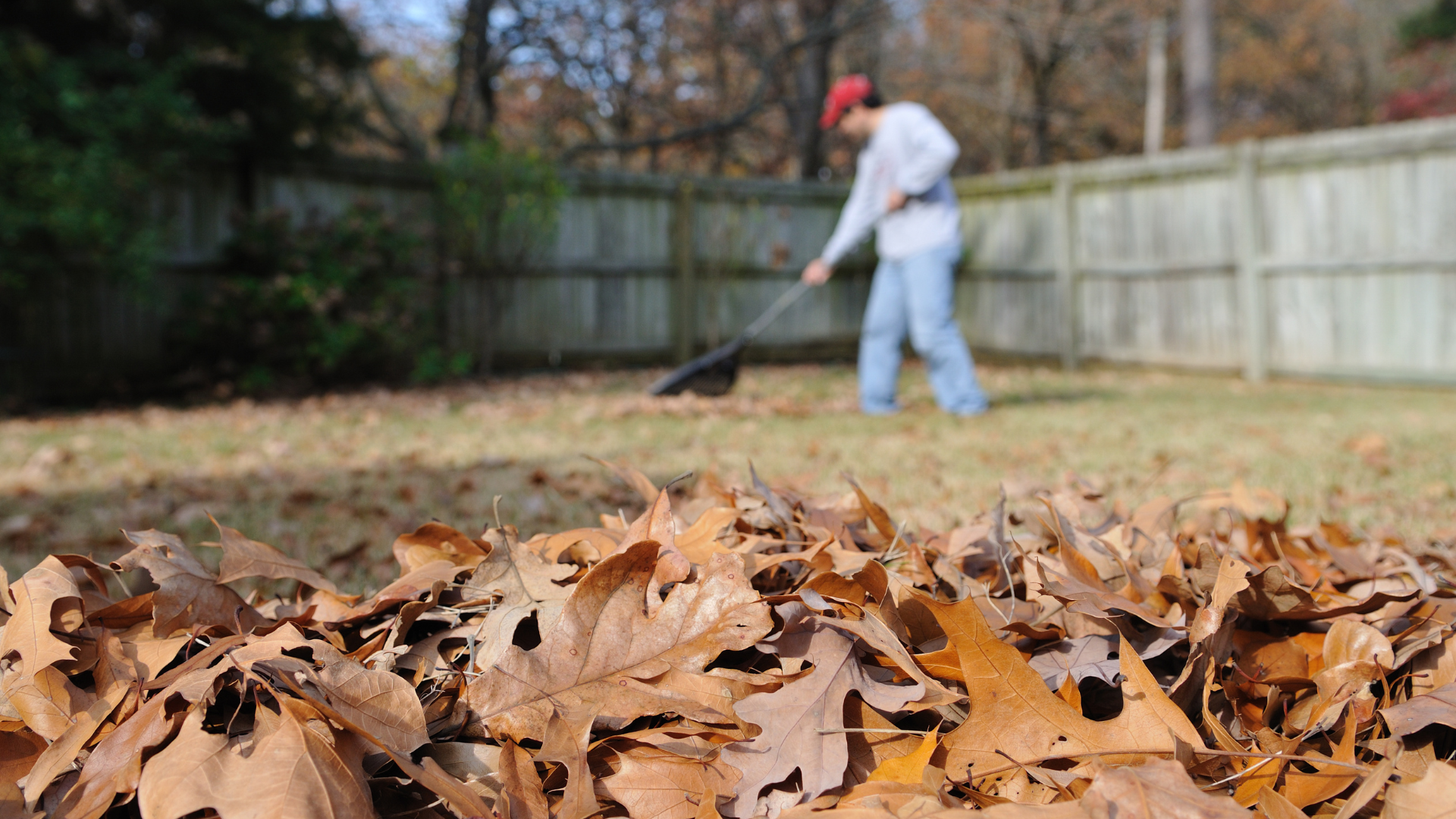 Ramassage de feuilles
